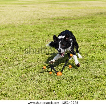 A Border Collie dog caught in the middle of catching a pet toy, on a sunny day at an urban park.