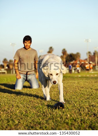 A mixed Labrador female dog caught in the middle of running to fetch chew toy, playing with its owner in the park.