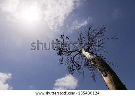 Low angle wide angle view of a bare tree, damaged from a forest fire, on the background of the deep blue cloudy sky and the blazing sun above.