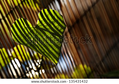 Close up at the leaf of a climber plant on blurred bamboo fence background, which in turn casts stripes of shadow on the leaf, lit by afternoon yellow sun.