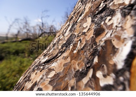 Wide angle close up of a pine tree log on the blurry background of green weeds, bare trees and clear blue sky. Shallow depth of field.