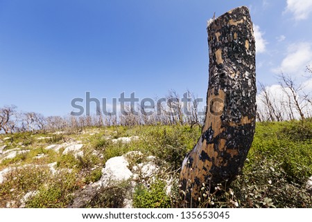 Wide angle view of an amputated and burnt tree trunk, the aftermath of a forest fire, in the middle of the green wilderness on a beautiful cloudy spring day. Burnt naked trees fill the horizon.