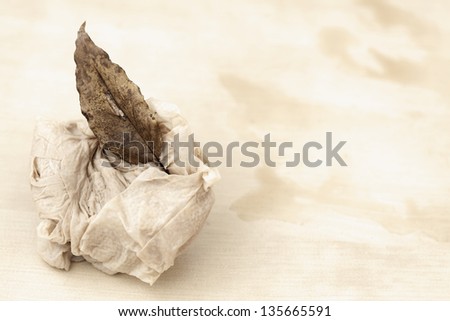 Coffee soaked toilet paper and a dry leaf