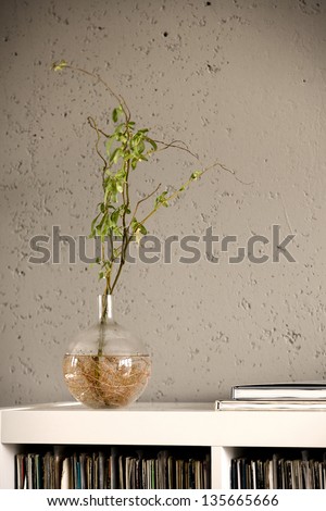 Lovely plant growing indoors, serves as a design element in a living room, located on a records shelf next to two books.