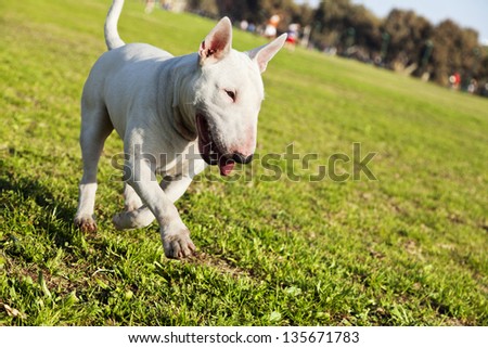 A Bull Terrier walking happily on the grass at an urban park.