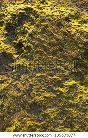 Vibrant green algae on a beach rock at the late hours of the afternoon.