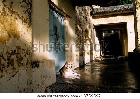 Lazy Indian dog resting at the entrance of a house and enjoying the afternon light in Rishikesh, India.