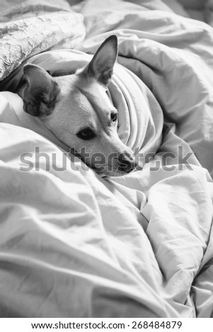 Cute female dog making herself comfortable in bed.
