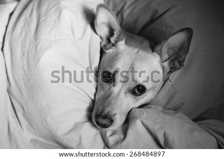 Cute female dog making herself comfortable in bed.