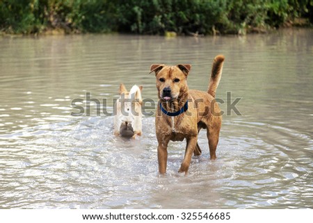 Two dogs, siblings by adoption, playing and enjoying in a natural pool in rural countryside on a spring day.