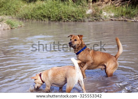 Two dogs, siblings by adoption, playing and enjoying in a natural pool in rural countryside on a spring day.