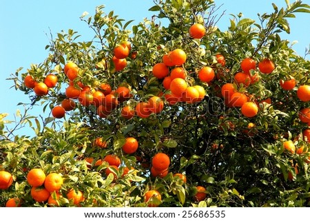 Fruit Laden Tree