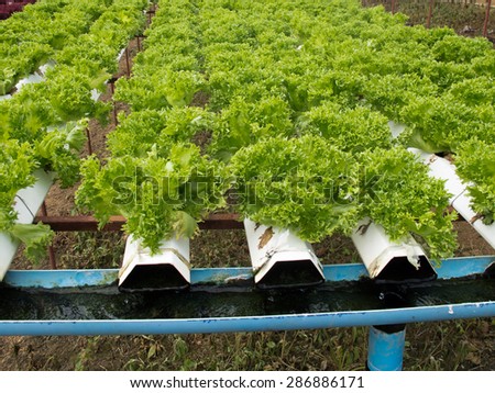 vegetable plot