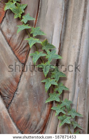 Decorative Creeper Plant