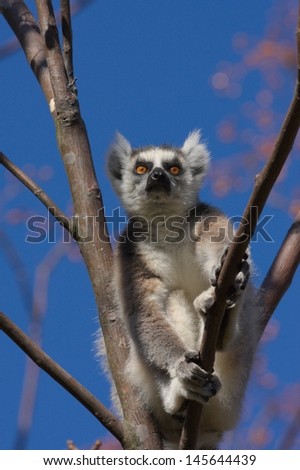 An alert ring-tailed lemur, Anja Reserve, Madagascar