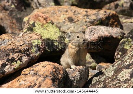 An alert pika, Rocky Mountain National Park