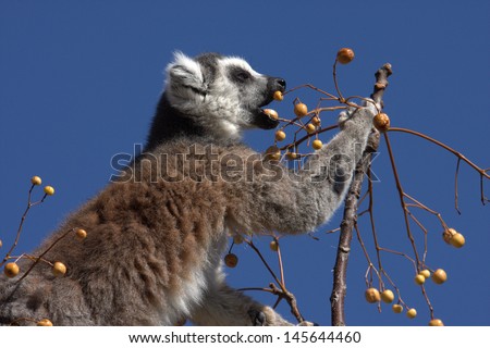 Ring-trailed lemur eating wild fruits, Anja Reserve, Madagascar