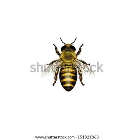 Western Honey Bee Or European Honey Bee Drone (Apis Mellifera) Belongs To The Apidae Family.