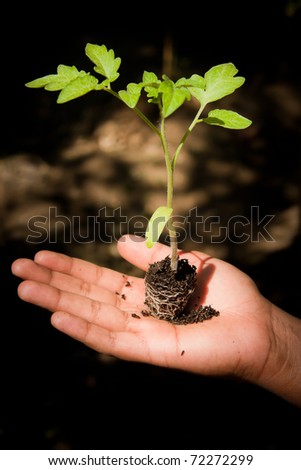A conceptual image of a young hand holding a newly sprouted plant.