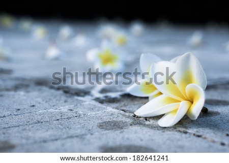 Plumaria flowers scattered on the ground