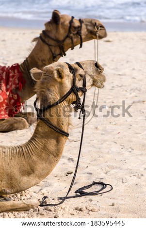 Two camels resting on the ocean shore.