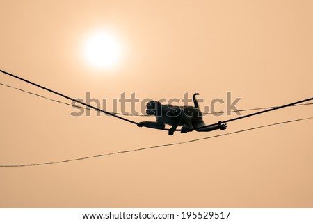 A silhouette of a monkey climbing across electrical wires.