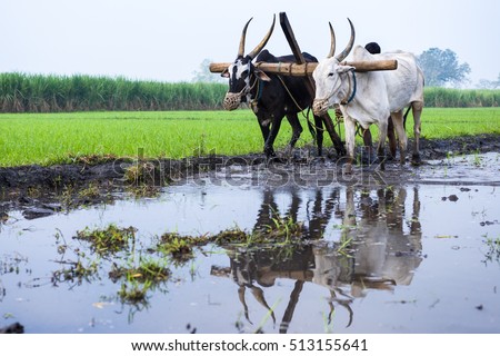 A  farmer plows his field with a pair of oxen in preparation for rice planting in India