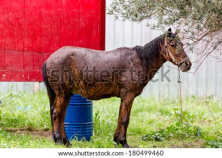 horse drenched with rain at the roadside - Izmir, Turkey
