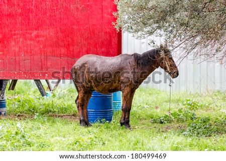 horse drenched with rain at the roadside - Izmir, Turkey