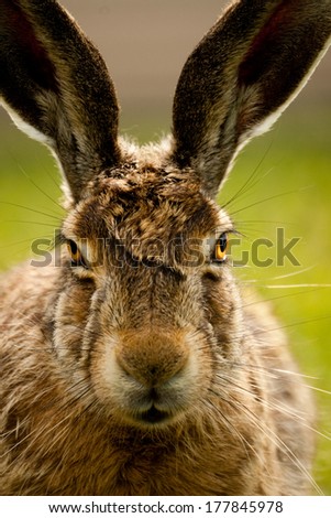 A closeup portrait of a european hare against a green background.