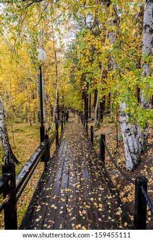 Beautiful autumn path in the Hog, I want to walk from the forest to the forest from lake to lake, Northern Kazakhstan