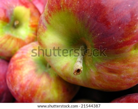 This is a close up of apples detail on the stem