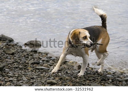 this is a beagle playing in the water