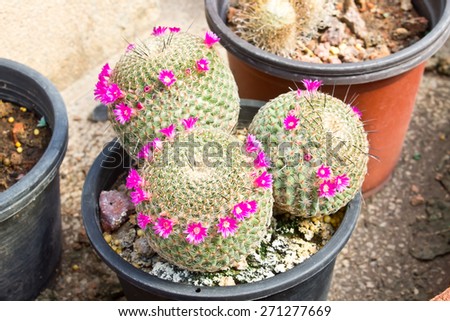 Cactus plant in flowerpot, Pink cactus flower, Small Cactus