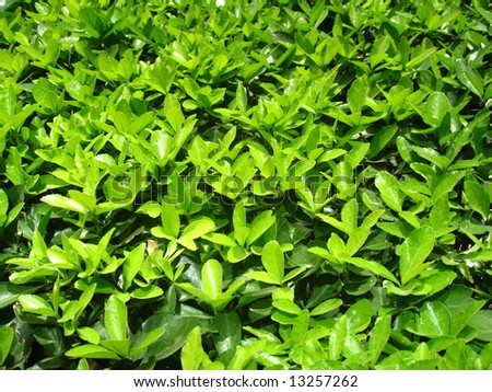 Green Plant With Vivid Color