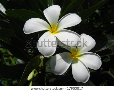 Twin White Flowers