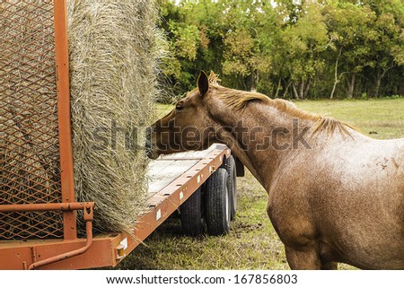 A brown quarter horse eating hay from a round bale sitting on top of a trailer.