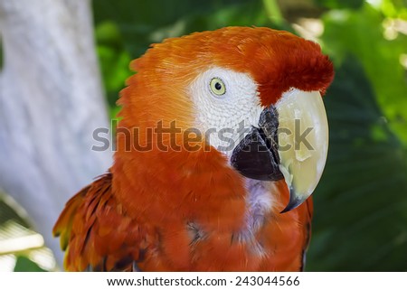 A close view of a macaw bird in a tropical scene.