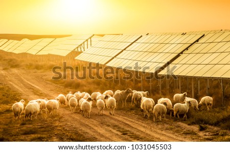 Flock of sheep pasturing under the sun is below the solar panel