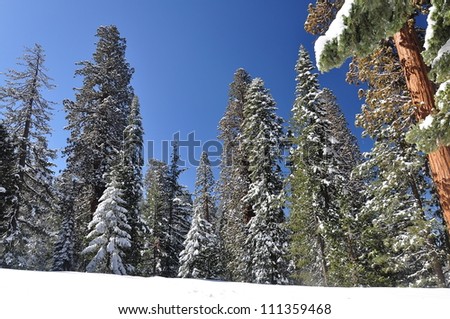Winter forest. Sequoia National Park, California, USA