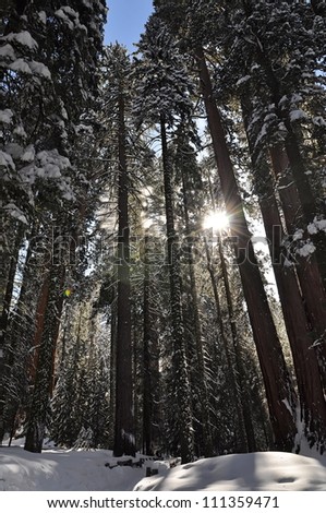 Winter forest. Sequoia National Park, California, USA