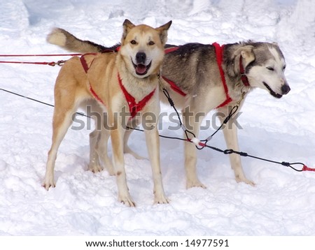Two sled dogs on snow. Winter, Sled Dog Race, Ontario, Canada.
