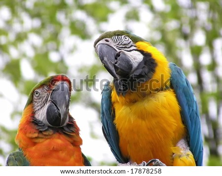 Birds: Two bright multi-coloured parrots