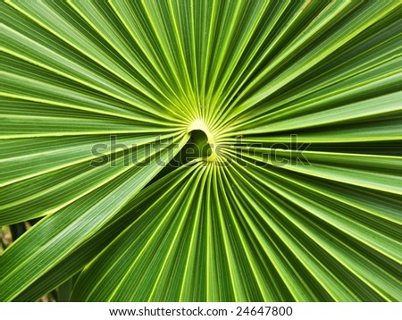 Green nature background: Palm leaf ornament
