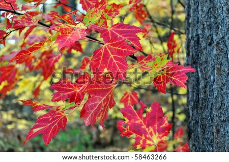 Autumn red maple leaves in forest. Algonquin Park, Ontario, Canada
