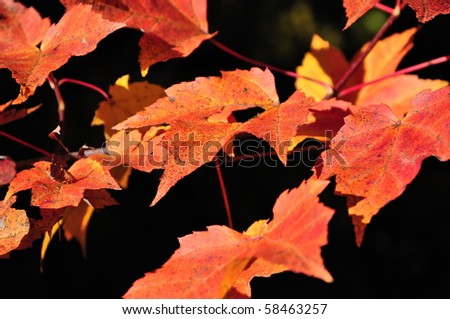 Natural background: Autumn red maple leaves. Algonquin Park, Ontario, Canada
