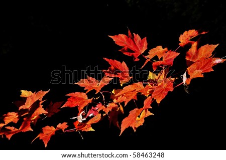 Red maple leaves branch isolated on black background