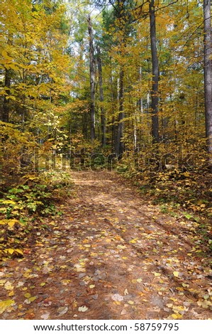 Hiking trail in fall forest covered with yellow leaves. Algonquin provincial park, Ontario, Canada.