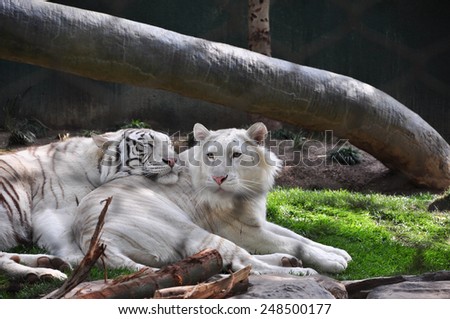 Two white tigers in a habitat