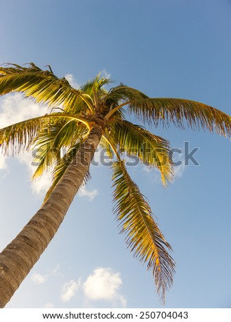 Coconut Palm Tree against blue sky background, Cozumel, Caribbean Sea, Mexico